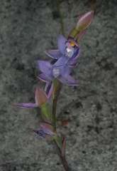 Thelymitra malvina