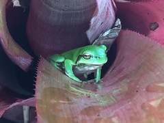 Litoria fallax