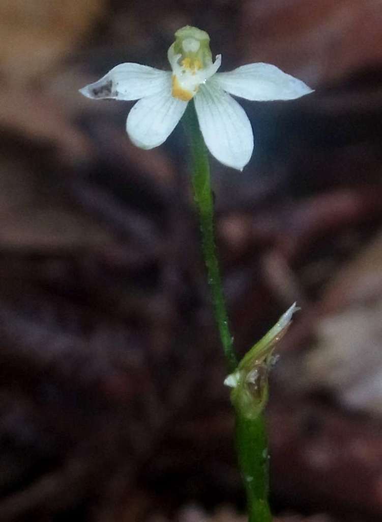 Caladenia aurantiaca