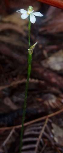 Image of Caladenia aurantiaca by (c) Russell Best, some rights reserved (CC BY)