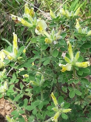 Chamaecytisus hirsutus