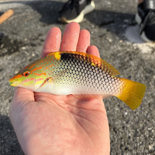 Halichoeres hortulanus observed 2026-10-28
