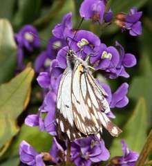 Belenois java teutonia