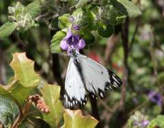 Belenois java teutonia