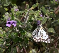 Belenois java teutonia