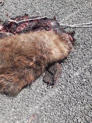 Castor canadensis mexicanus