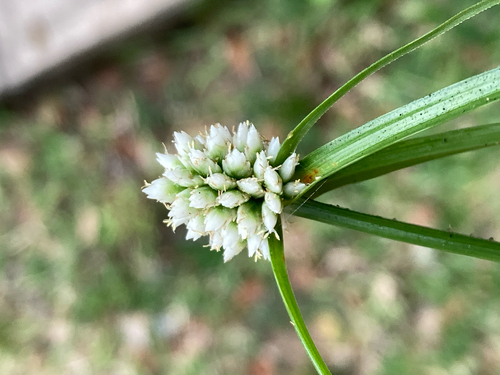 Mariscus observed 2026-10-27