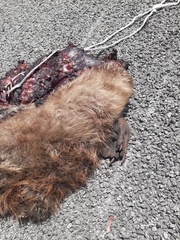 Castor canadensis mexicanus