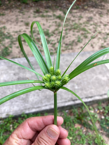 Cyperus cyperoides observed 2026-10-27