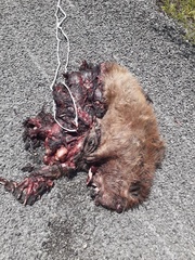 Castor canadensis mexicanus