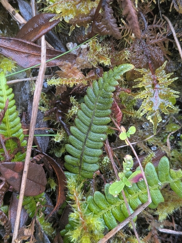 Struthiopteris spicant observed 2026-10-28