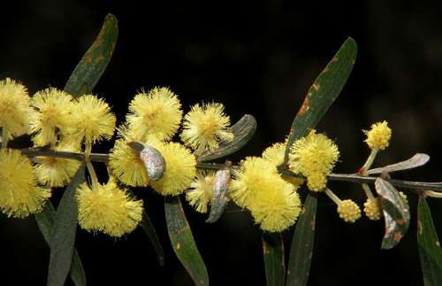 Image of Acacia rostriformis by (c) Russell Best, some rights reserved (CC BY)