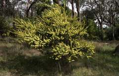 Acacia rostriformis