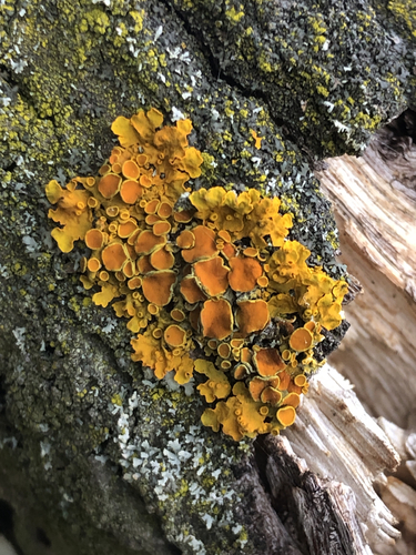 Xanthoria observed 2026-10-28