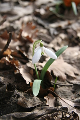 Galanthus nivalis