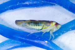 Colladonus montanus reductus