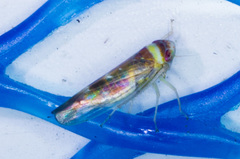 Colladonus montanus reductus