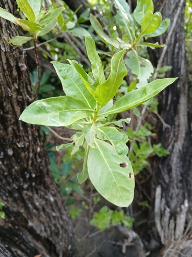 Terminalia observed 2026-10-28