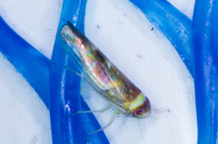 Colladonus montanus reductus