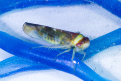 Colladonus montanus reductus