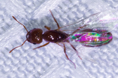 Solenopsis amblychila