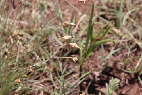 Fimbristylis observed 2026-10-28