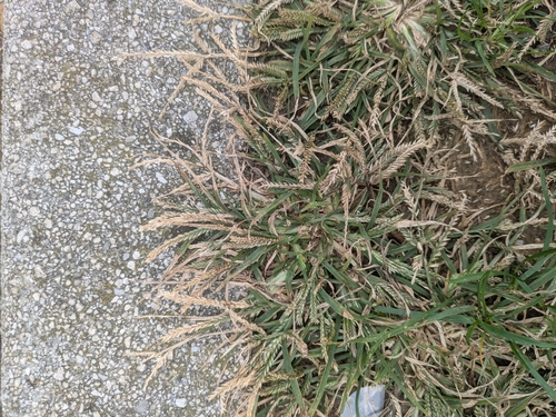 Eleusine indica observed 2026-10-28