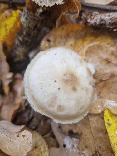 Rhodocollybia butyracea, 2026-10-28