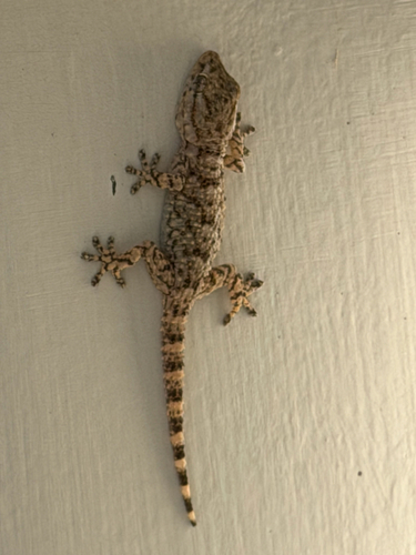 Gekko observed 2026-10-28