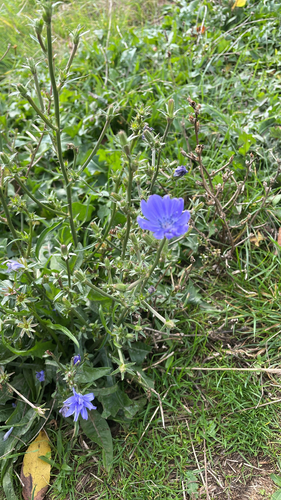 Cichorium intybus observed 2026-10-28