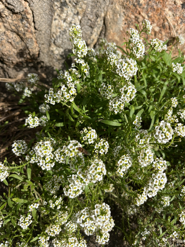 Lobularia maritima observed 2026-10-28