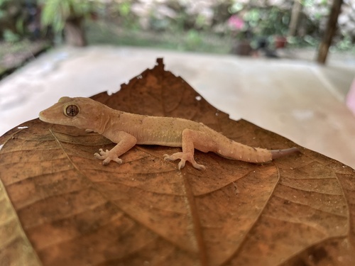 Gekko observed 2026-10-28