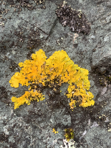 Xanthoria observed 2026-10-28