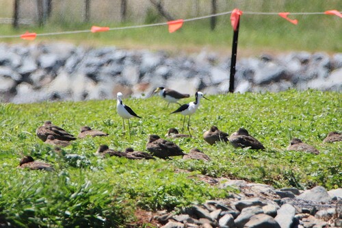 Himantopus leucocephalus observed 2026-10-28