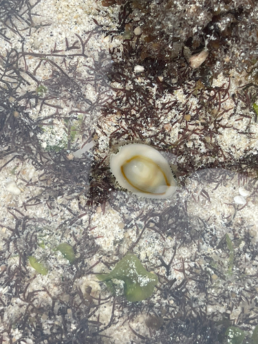 Cypraea annulus observed 2026-10-28