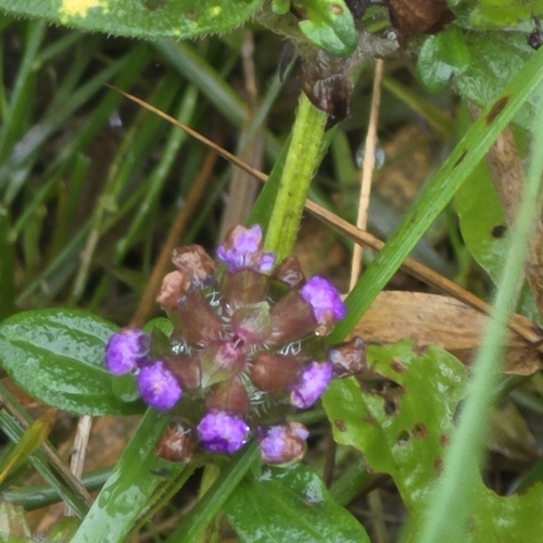 Prunella vulgaris observed 2026-10-28