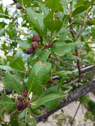 Terminalia observed 2026-10-28