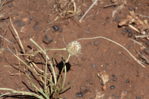 Cyperus observed 2026-10-28