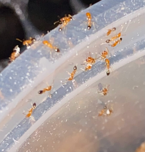 Monomorium monomorium observed 2026-10-28