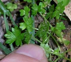 Hydrocotyle foveolata