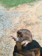 Geomys breviceps