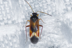 Ceratocapsus apicalis