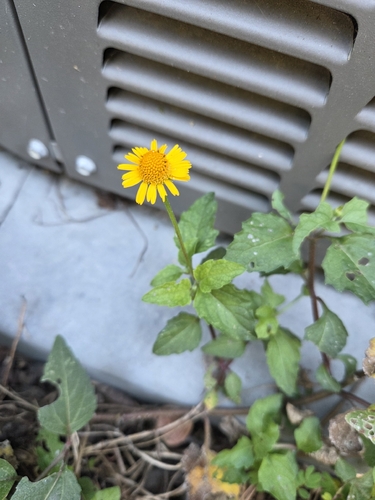 Spilanthes observed 2026-10-27