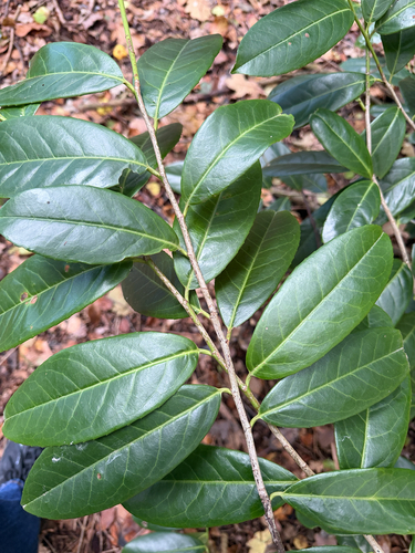 Prunus observed 2026-10-28