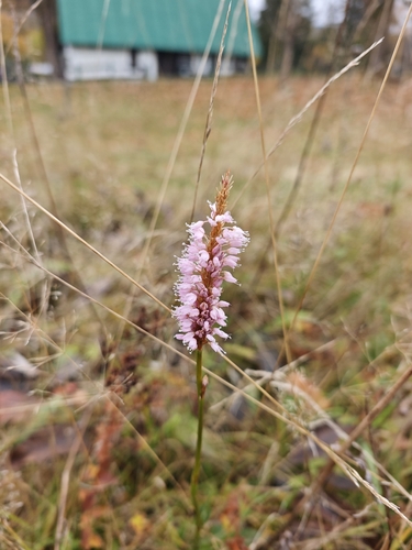 Abbreviata observed 2026-10-28