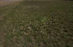 Stackhousia subterranea