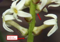 Stackhousia subterranea