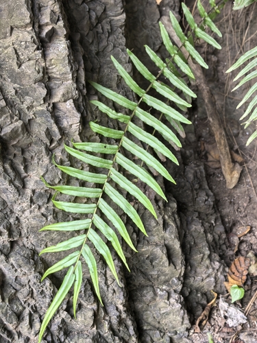 Pteris vittata observed 2026-10-28
