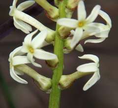 Stackhousia subterranea