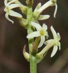 Stackhousia subterranea
